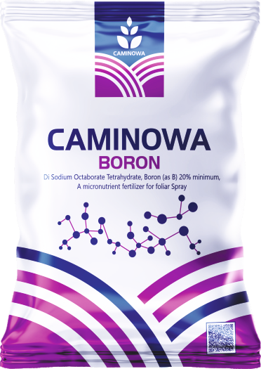 CAMINOWA BORON